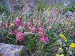 Горные цветы на альпийских лугах